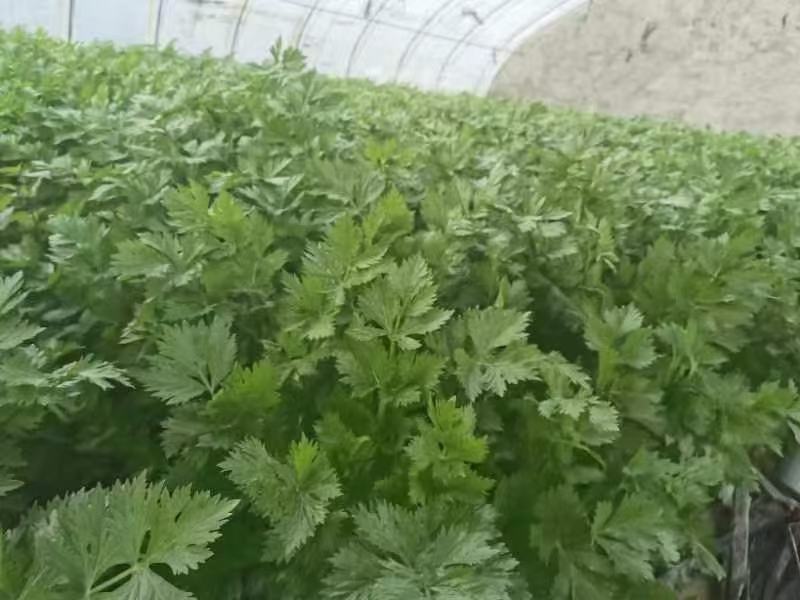 图片说明:温室中整齐生长的西芹幼苗,叶片翠绿、茎基粗壮,根系发达,处于3-4片真叶期,适合移栽定植 西芹幼苗生长状态