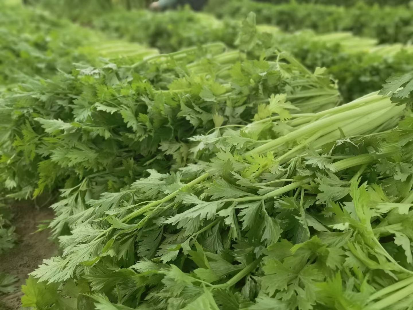 厨房中摆放整齐的西芹和香芹