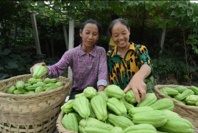 精品绿皮佛手瓜高山洋瓜产地直发一手货源