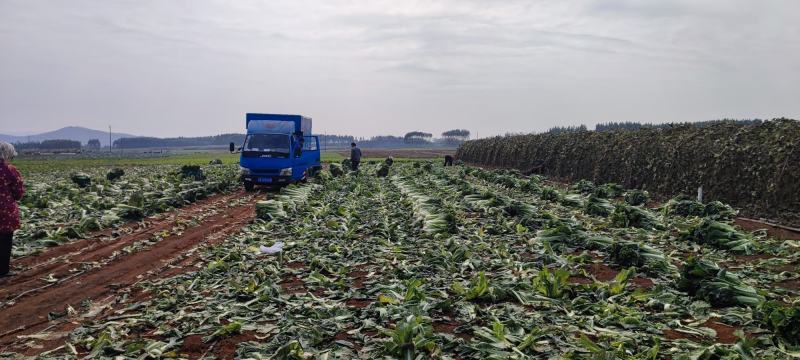 横州市火筒菜长白菜麻叶菜大量上市