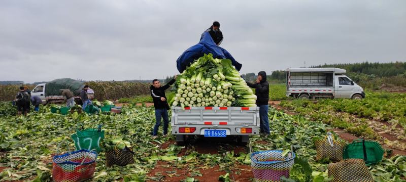 横州市火筒菜长白菜麻叶菜大量上市