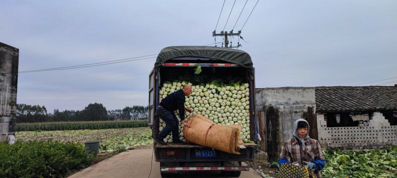 横州市火筒菜长白菜麻叶菜大量上市