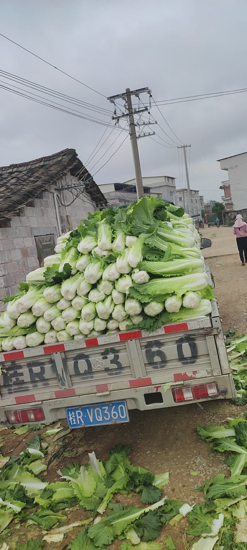 横州市火筒菜长白菜麻叶菜大量上市