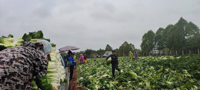 横州市火筒菜长白菜麻叶菜大量上市