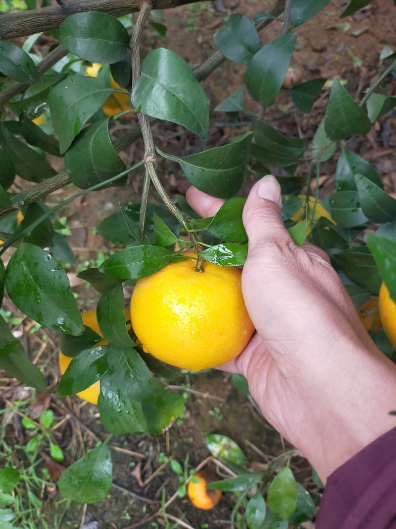 沃柑