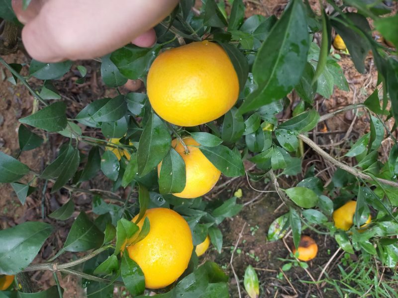 沃柑