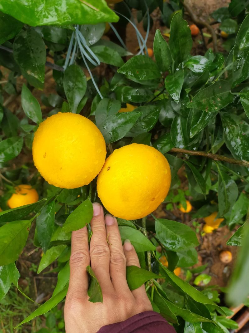沃柑