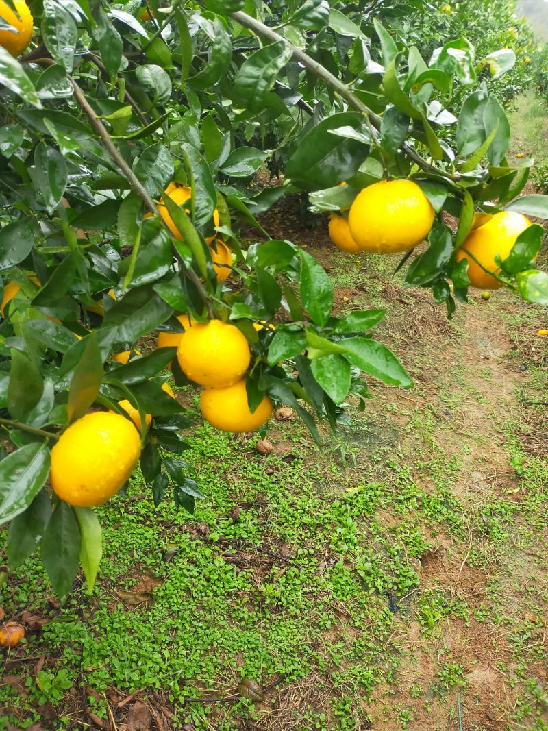 沃柑