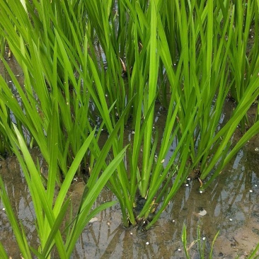 水生花卉植物香蒲苗香蒲菜水烛菖蒲苗水池绿化造景水培植物