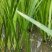 水生花卉植物香蒲苗香蒲菜水烛菖蒲苗水池绿化造景水培植物