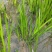 水生花卉植物香蒲苗香蒲菜水烛菖蒲苗水池绿化造景水培植物