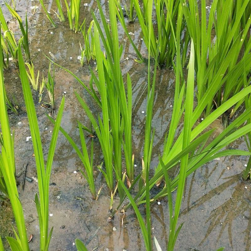 水生花卉植物香蒲苗香蒲菜水烛菖蒲苗水池绿化造景水培植物