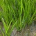 水生花卉植物香蒲苗香蒲菜水烛菖蒲苗水池绿化造景水培植物