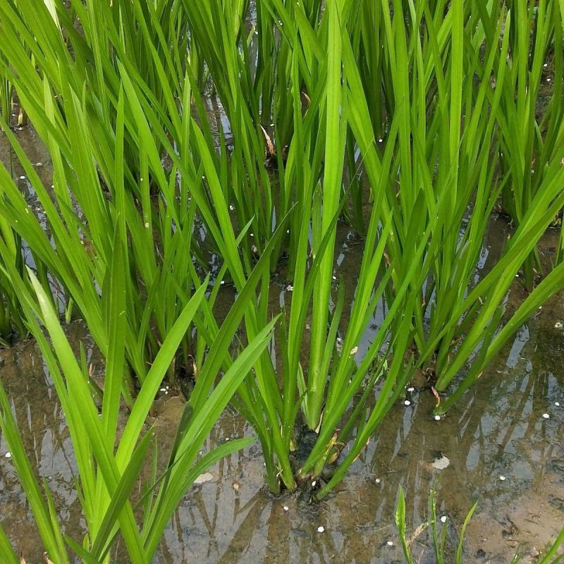 水生花卉植物香蒲苗香蒲菜水烛菖蒲苗水池绿化造景水培植物