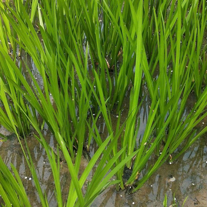 水生花卉植物香蒲苗香蒲菜水烛菖蒲苗水池绿化造景水培植物
