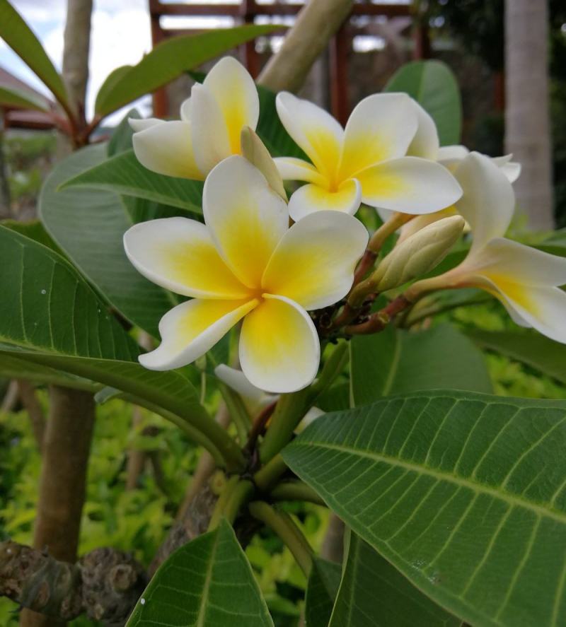 林木种子鸡蛋花红花鸡蛋花铁红鸡蛋花种子园林绿化种子