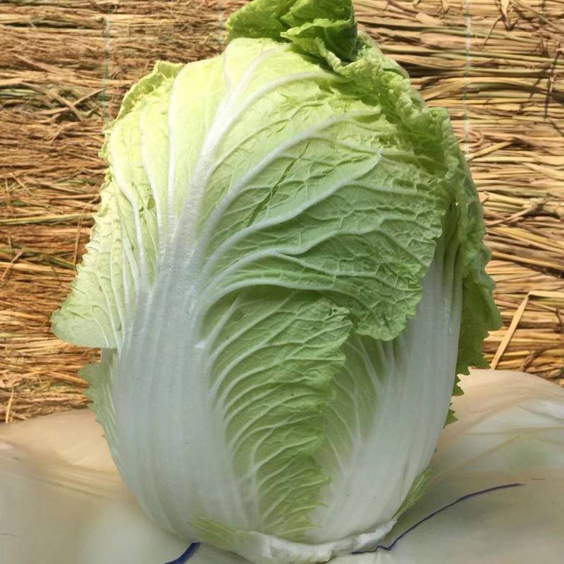 白菜，黄心白菜，北京3号，货量大，产地直发欢迎订购