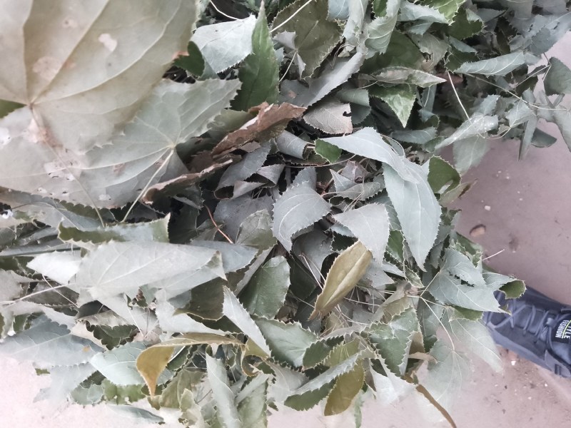 陕西汉中药材淫羊霍大量有货，质量好，颜色好，货源充足，