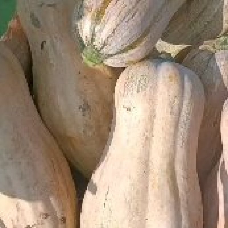 密本南瓜