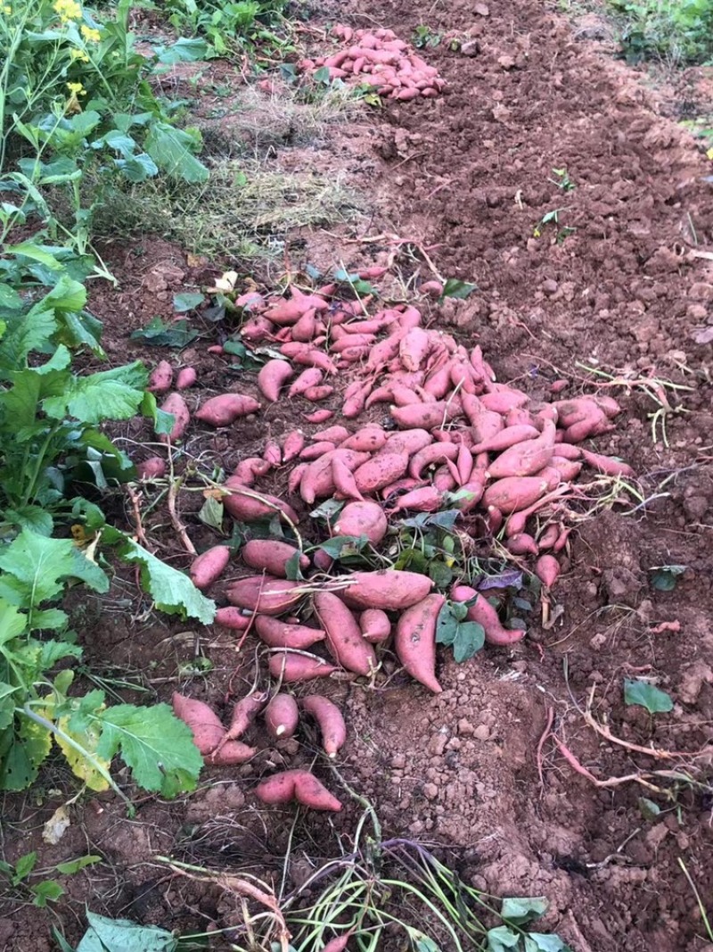 红薯四川西瓜红薯烤红薯沙地瓜蜜薯大量有货大小规格齐全