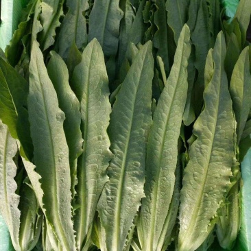 精品油麦菜，各种蔬菜大量现货，有需要的联系我
