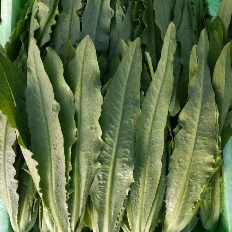 精品油麦菜，各种蔬菜大量现货，有需要的联系我