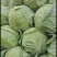精品油麦菜，各种蔬菜大量现货，有需要的联系我