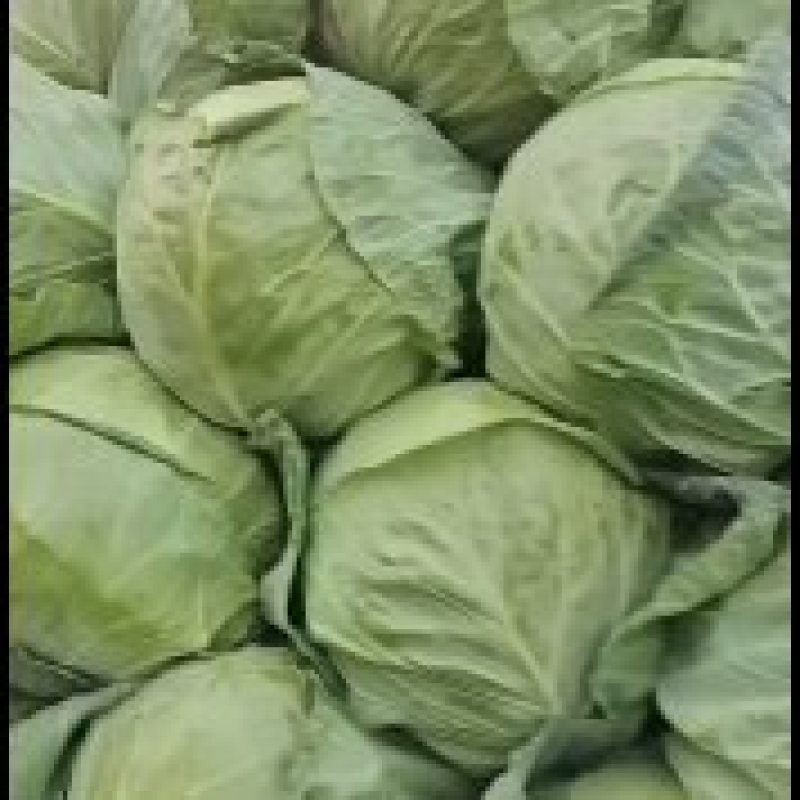 精品油麦菜，各种蔬菜大量现货，有需要的联系我