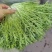 精品油麦菜，各种蔬菜大量现货，有需要的联系我