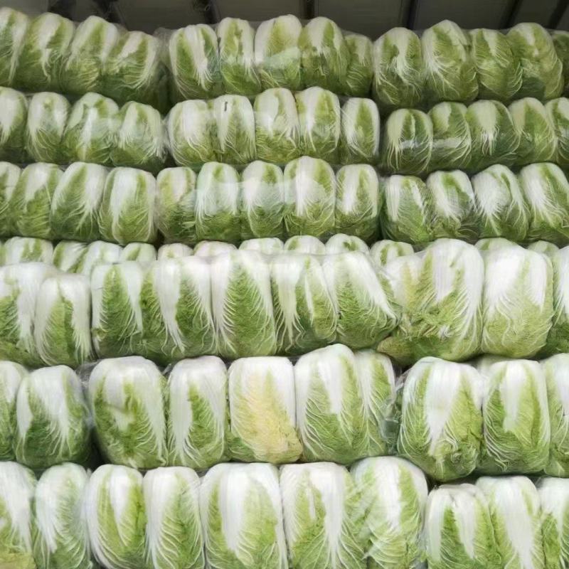 精品油麦菜，各种蔬菜大量现货，有需要的联系我