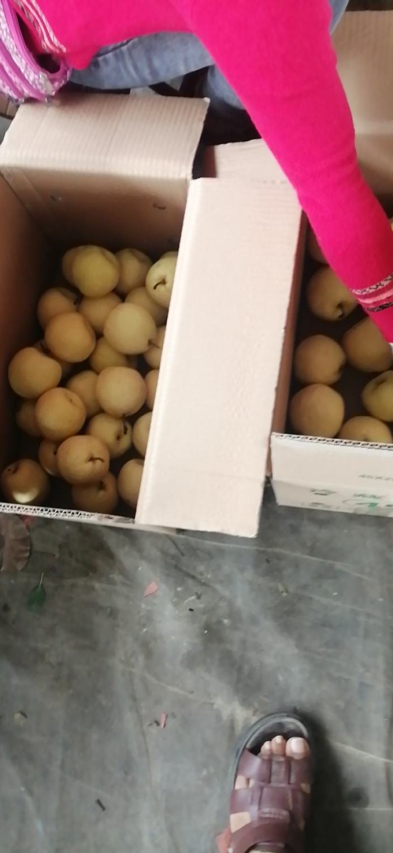 贡梨，高山货，色亮质甜，品质高，欢迎选购