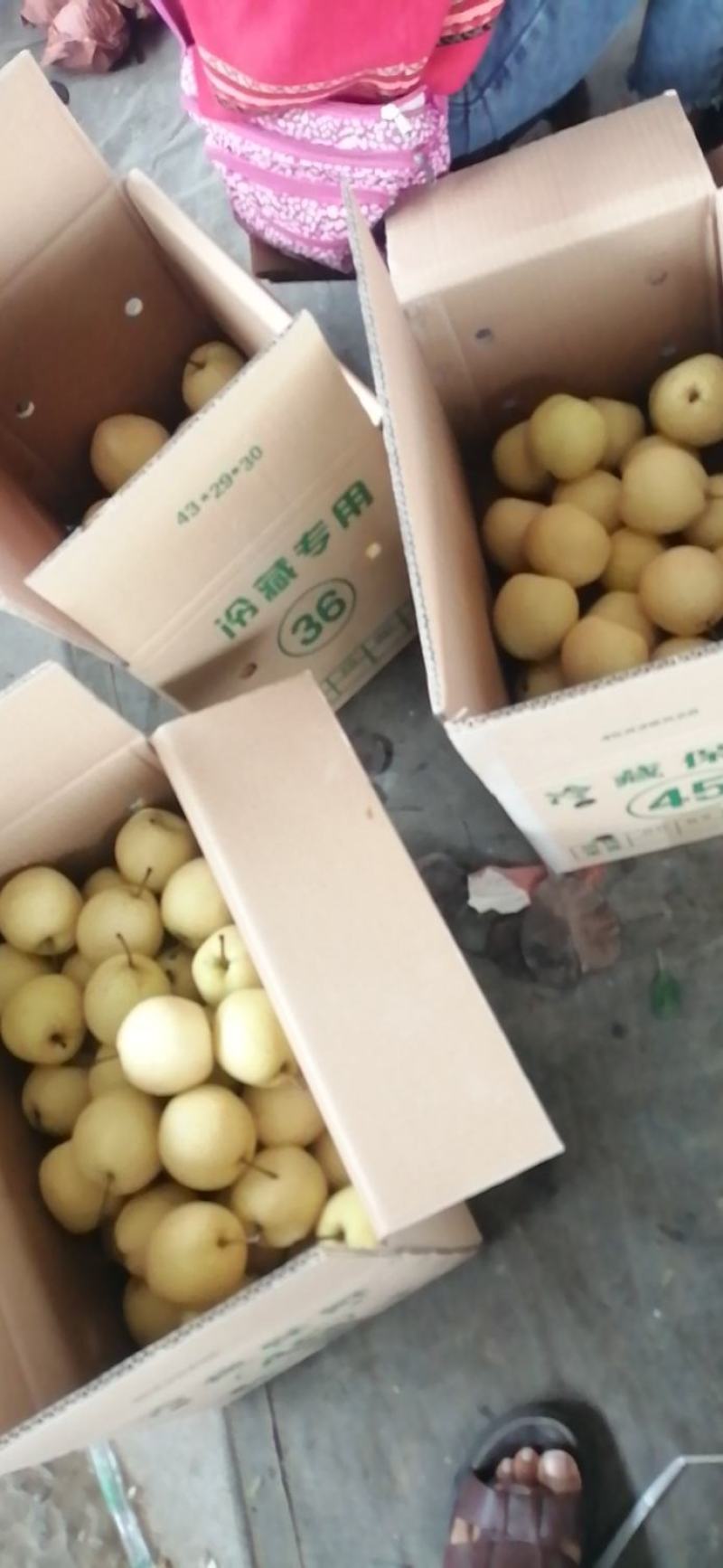 贡梨，高山货，色亮质甜，品质高，欢迎选购
