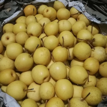 青龙山地苹果梨