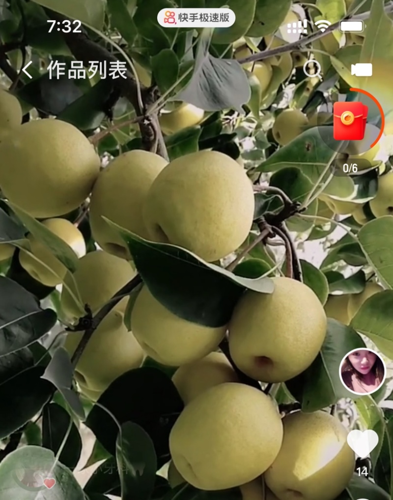 青龙山地苹果梨