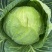 中甘甘蓝精品斯特丹包菜大量上市货源充足一手货源