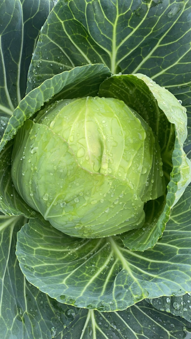 中甘甘蓝精品斯特丹包菜大量上市货源充足一手货源