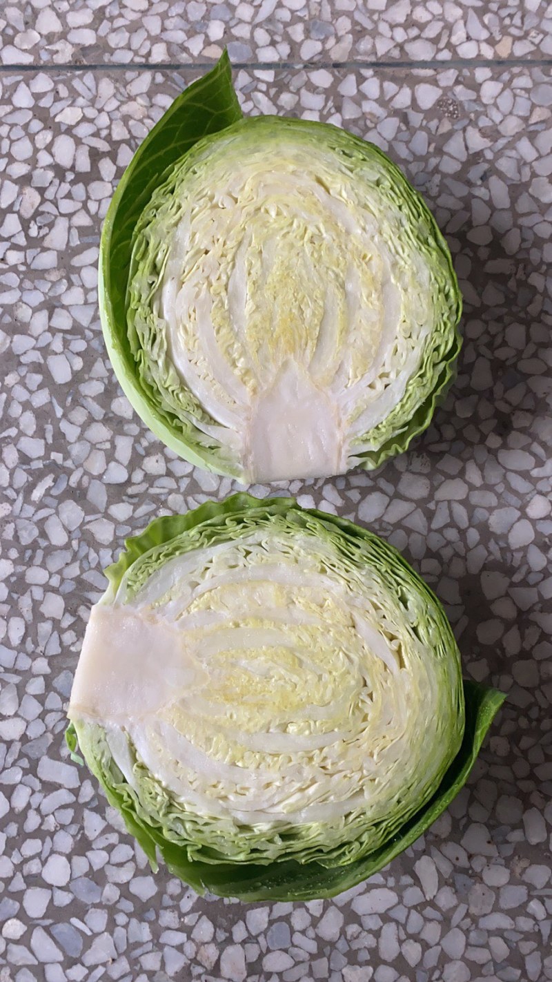 中甘甘蓝精品斯特丹包菜大量上市货源充足一手货源