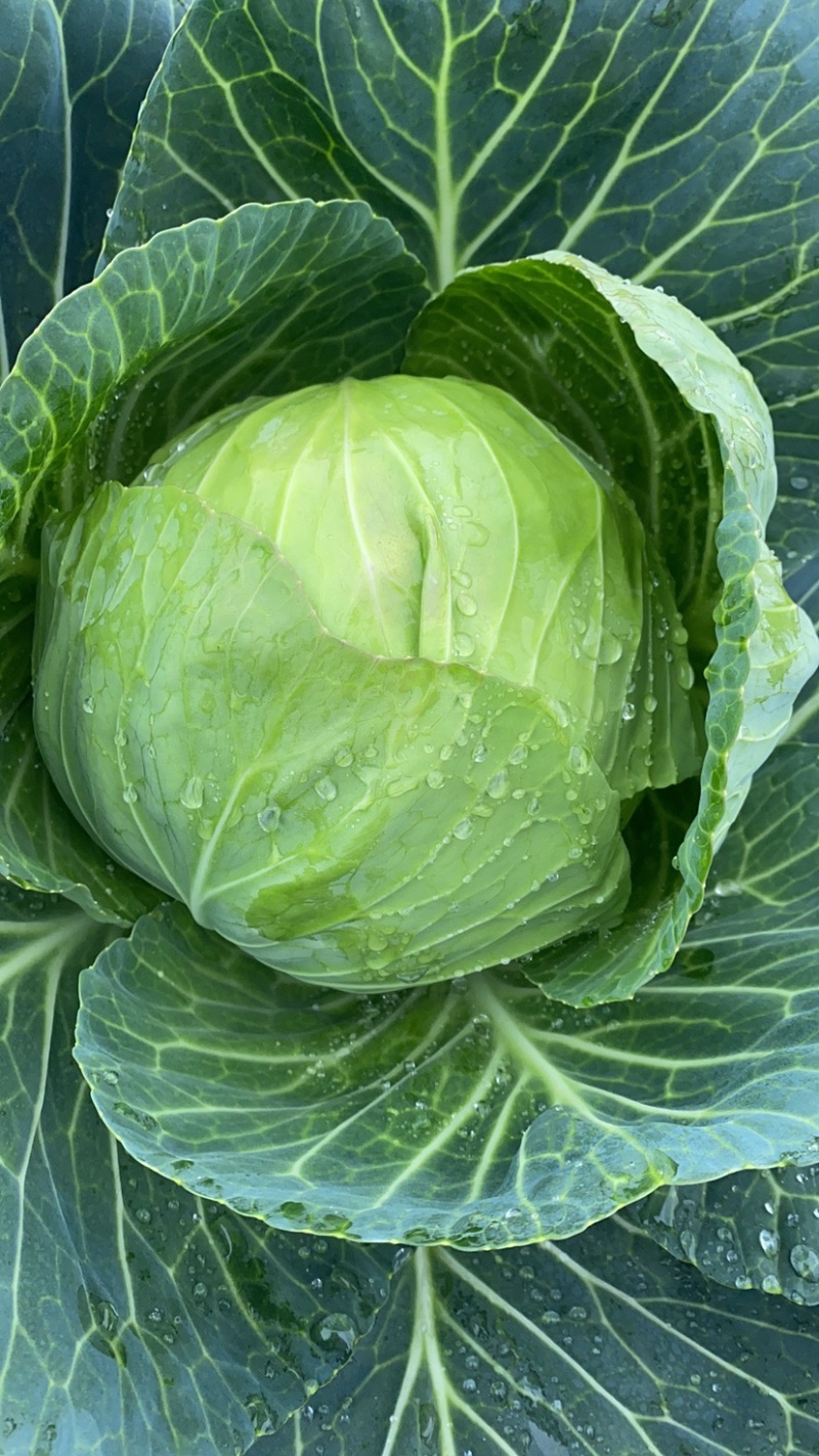 中甘甘蓝精品斯特丹包菜大量上市货源充足一手货源