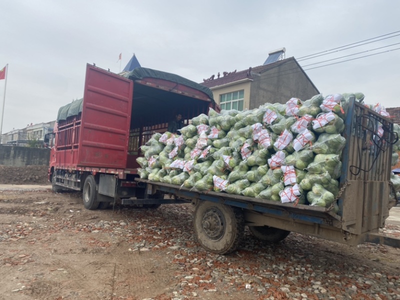 中甘甘蓝精品斯特丹包菜大量上市货源充足一手货源