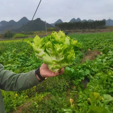 黔西南兴义市精品儿菜,基地货,保质保量,欢迎订购