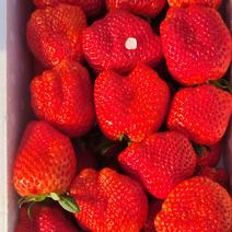 主营久久奶香草莓藏香草莓摘园上市中可成接各种批发零售商价