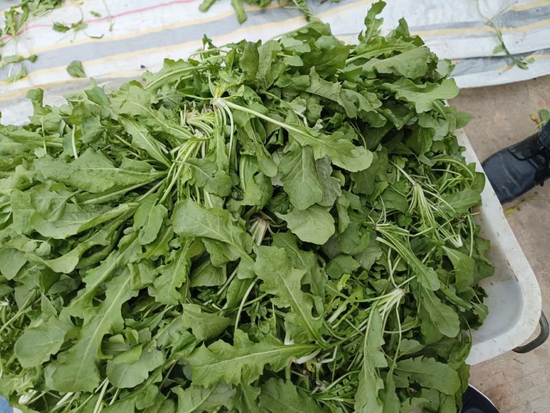 荠荠菜荠菜加工厂电商平台发货每天供应1万斤