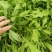 荠荠菜荠菜加工厂电商平台发货每天供应1万斤