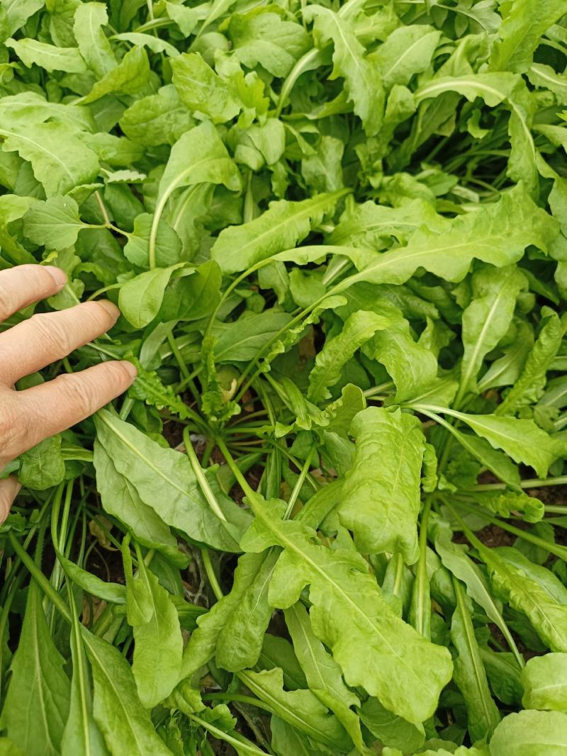 荠荠菜荠菜加工厂电商平台发货每天供应1万斤