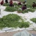 荠荠菜荠菜加工厂电商平台发货每天供应1万斤