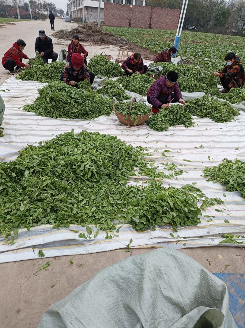 荠荠菜荠菜加工厂电商平台发货每天供应1万斤