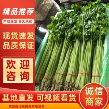 《精选》山东聊城芹菜，全国发货，色泽鲜艳，坏烂包赔。