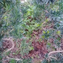 造型，拿弯，盆栽好品，贵妃，小叶罗汉松