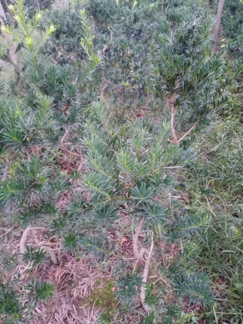 造型，拿弯，盆栽好品，贵妃，小叶罗汉松