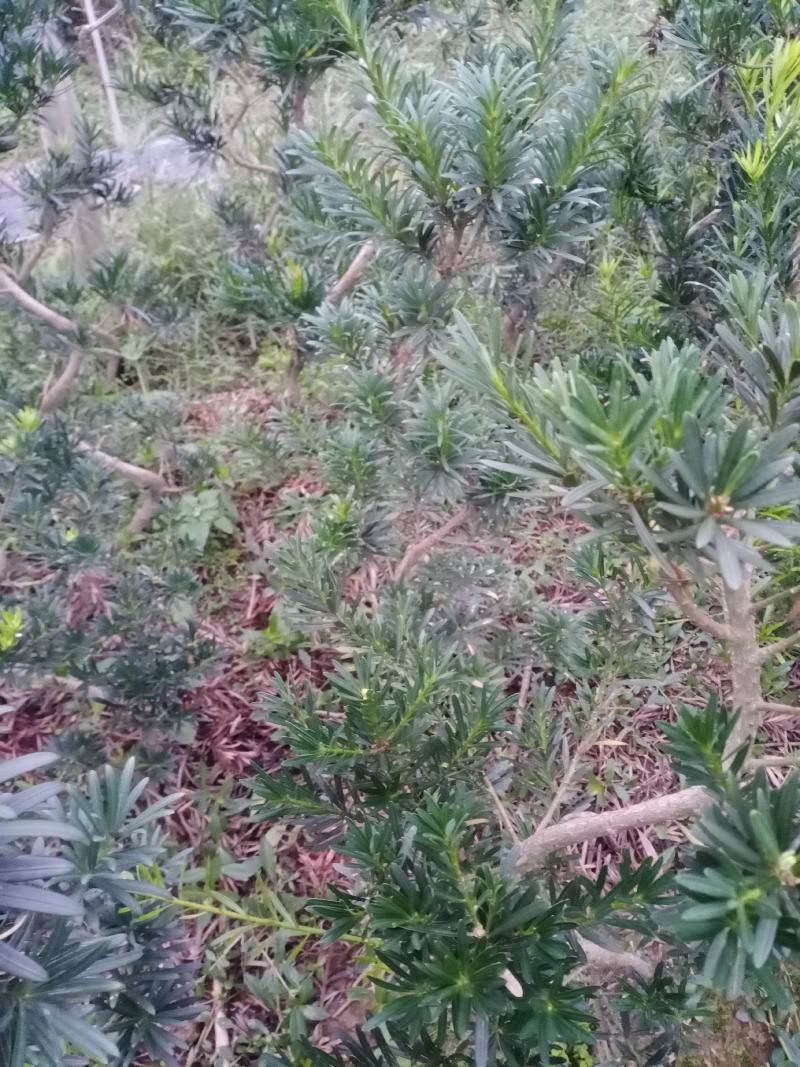 造型，拿弯，盆栽好品，贵妃，小叶罗汉松